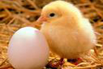 Uova e sorprese